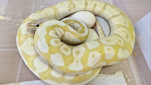 稀有的母香蕉球蟒生蛋了!三色猪鼻蛇又生水蛋?