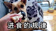 为啥田园犬不爱吃狗粮？零食都已经吃饱了，哪还吃的下饭！