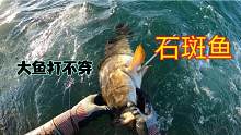 大鱼骨头能硬到什么程度既然打不穿？大石斑不远千里送鱼头