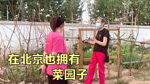 在北京也能有自己的菜园子，种的什么蔬菜都有，真是太羡慕了