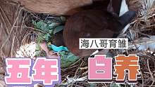 养了五年的八哥，出崽子了没白养