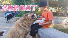 金毛为了吃到冰糕是靠智商吗？它的动作让人想不到，竟搞突然袭击