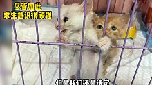 “这猫你们要不要，不要我就扔了”