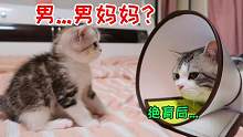 猫爸绝育后第一次带娃，好高冷！但小奶猫却好喜欢这个新“妈妈”