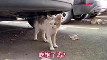 小猫躲在车底饿到哭泣，看见盒饭就破涕为笑，还懂得留下一些宵夜