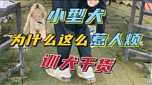 贵宾惹人烦？矫正教学第二集 #贵宾  #萌宠   #宠物