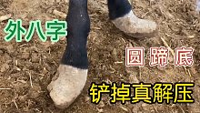 驴蹄子外八字，圆蹄底走路难，剪蹄尖铲蹄底小一圈走路真好使！