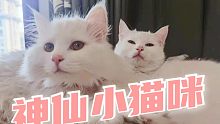 一次领养两只神仙猫咪！这也太幸福了吧！