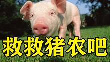 国家三级预警，猪肉暴跌是好事吗？