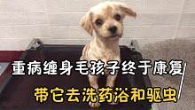 小八感染细小、犬瘟、冠状、在极力的救治中得以康复！