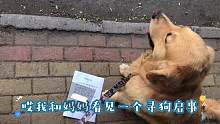 金毛看到寻狗启事，希望走丢的狗子能回家，铲屎官一定要看好毛孩