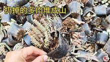 堆成山的钱串老桩多肉都扔了！多肉行情到了拼人工费的时代！