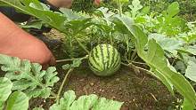 西瓜苗移栽整整两个月后，结出了好多小西瓜，今年夏天吃瓜不愁了