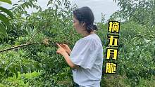翠花带雪梅去李子园采摘五月脆，一路有说有笑好不惬意，收获颇丰