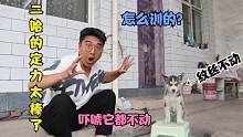 二哈站凳子上一动不动，小吉怎么吓唬它都不动，这定力真是太棒了