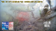 饵料诱鱼测试：后30分钟水下鱼情，让钓友更加清楚饵料诱鱼效果