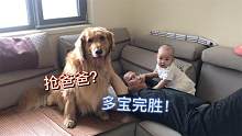 金毛凭借自己的撒娇卖萌，和小宝宝一起抢爸爸，金毛：完胜！