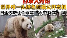 日本人讨论 世界唯一头棕色熊猫公开亮相