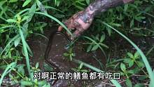 正常钓鳝鱼都会有吧唧嘴的吃口声音，啥动静都没就钓到了，太假了