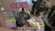 百看不厌的吃素猫，吃完香瓜两猫姿势竟然同步
