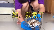 一直不停的薅猫毛，猫会秃吗？