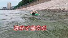 拉布拉多游泳的时候是最快乐的，逆流而上那都不是事