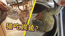 【柿子菌】全站第一次吃鳄鱼的猫？猫咪看到鳄鱼吓惨了