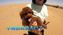 中国最大的塔克拉玛干沙漠有多热？不到20分钟小狗就热到快不行了