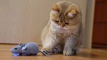 猫咪：笑死，我会怕老鼠？！