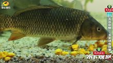 水下观察：五谷杂粮诱鲤鱼