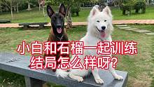 萨摩耶小白和马犬石榴一起训练,它们哪个更优秀?结局让人意外?