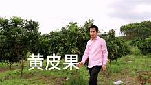 湖南人在广西，第一次实地带大家看看，热带水果黄皮果长什么样
