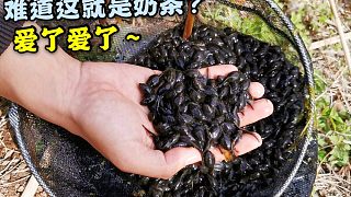 去水邊撈蝌蚪，一網(wǎng)上來好幾斤！太tm爽了?。? style=