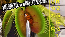 捕蝇草vs南方蟑螂！贼爽！令人极度舒适~