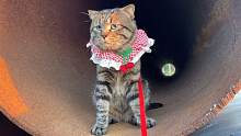 见过这么懒的猫吗？2岁虎斑折耳钻来管道玩儿躺下不回家