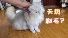 夏天想给猫剃毛的铲屎官，是否做好充足准备能接受剃毛的副作用