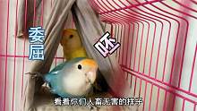 这么可爱的小鹦鹉，下了蛋却让主人来孵化，铲屎官太难了