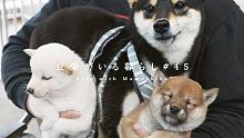家里迎来了两只小奶狗，柴犬竟然吃醋了要主人抱抱