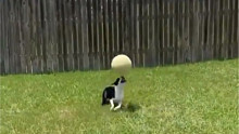 小狗狗头顶球 玩得不亦乐乎……平衡力惊人