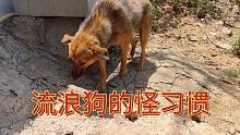 流浪狗带回家半年一直有个怪习惯，它为什么会这样？怎么才能改掉
