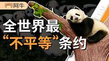 【阿牛】从被西方疯狂猎杀，到脱离灭绝风险，中国大熊猫经历了什么？