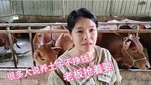 很多人说养土牛不挣钱，这头才24个月就值15000，广东老板抢着要