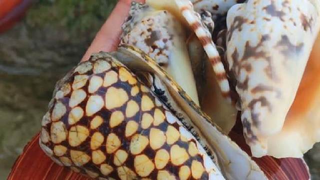 赶海时遇到一个浑身长满漂亮花纹的螺,不知道敢不敢吃
