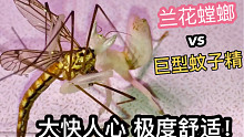 比硬币大的蚊子精！活捉喂螳螂，超解气爽到爆！