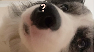 邊牧就是健身路上的絆腳石