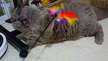 胖公猫玩逗猫棒玩得直呲牙，二哈猫变运动健将，主人怀疑养了条狗