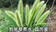 今天才知道，路边常见的狗尾草煮水，原来价值那么高？真实用