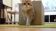 在盒子上抠了个洞，我的猫好像“疯”了
