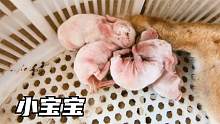 家里母兔生了一窝小兔子，没几天就死了两只，可得小心照顾着
