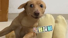 当着狗子的面打主人，狗子的表情亮了